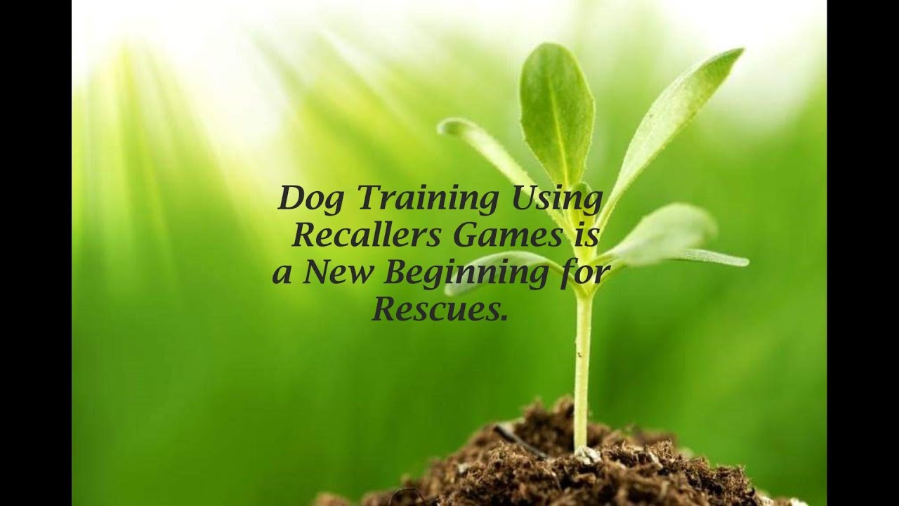 Dog Training Using Recallers Games is a New Beginning for Rescues