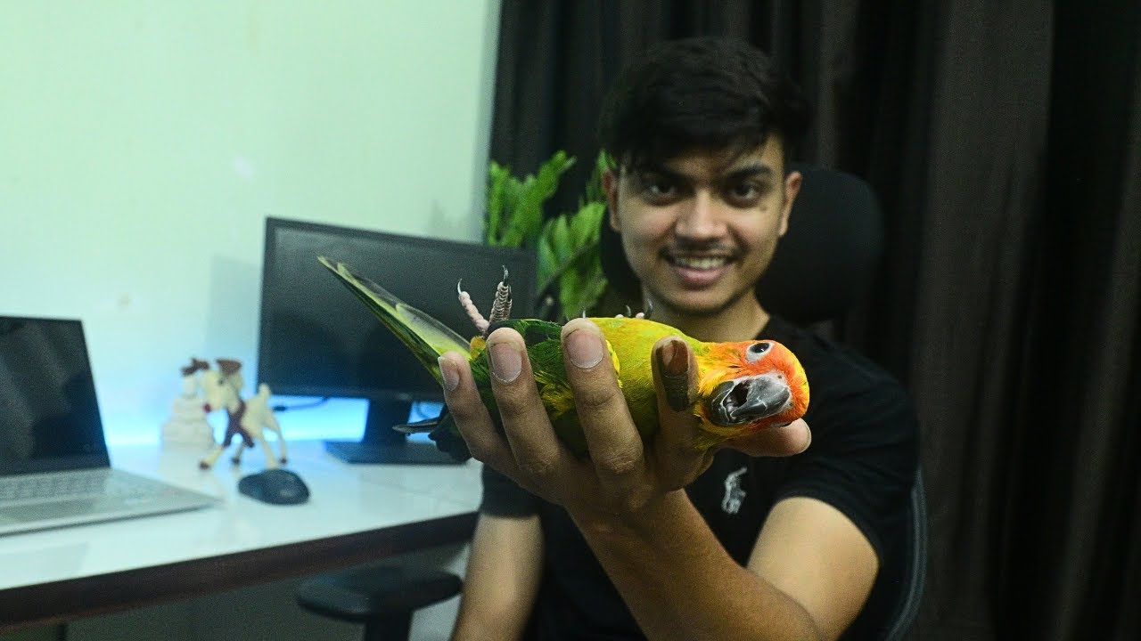 Sun Conure As Pets | Ayush Singh