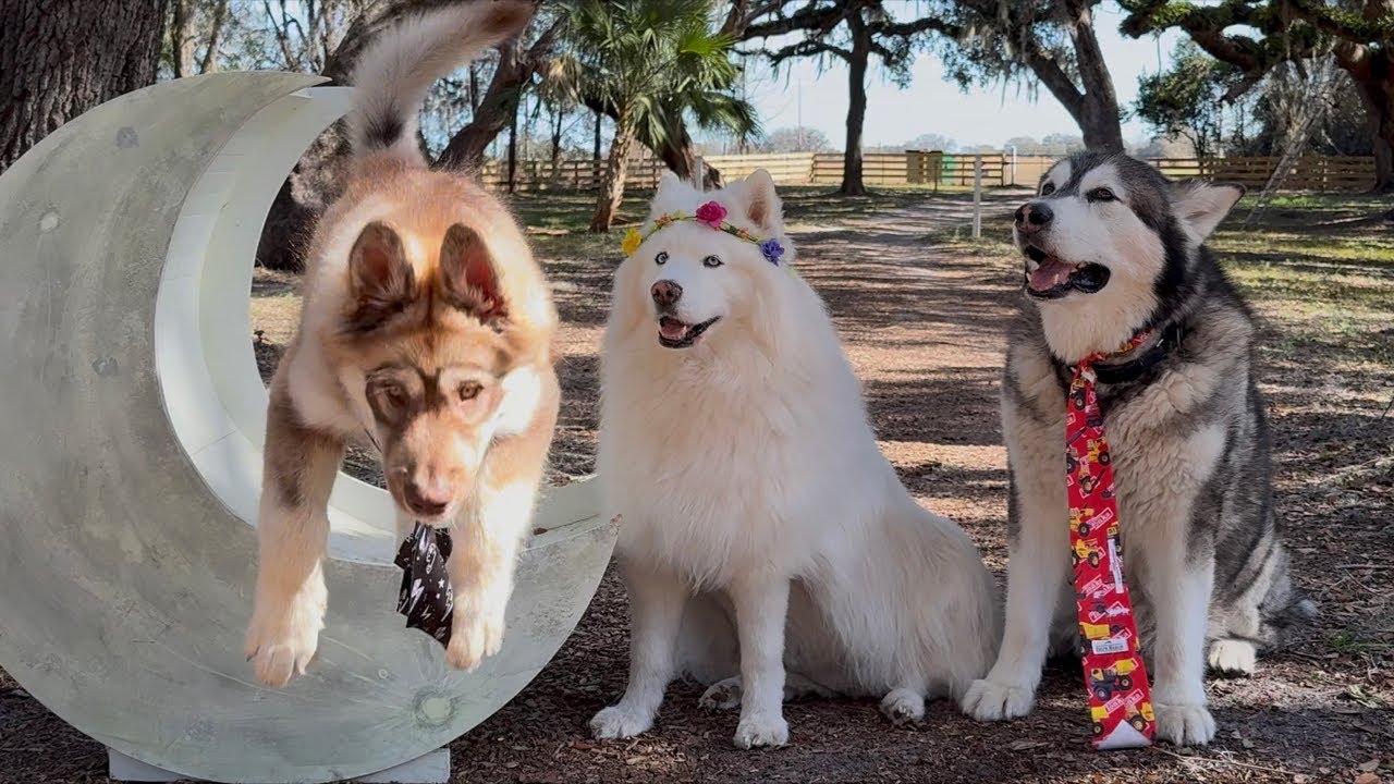 Tonka's WaterWolf Ranch is live!