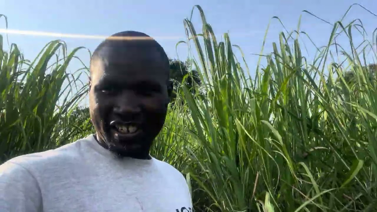 MIXED FARMING SUGERCANE, MAIZE AND BEANS 