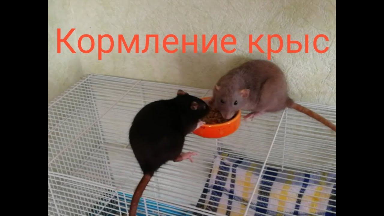 Как кормить декоративных крыс. Наш рацион