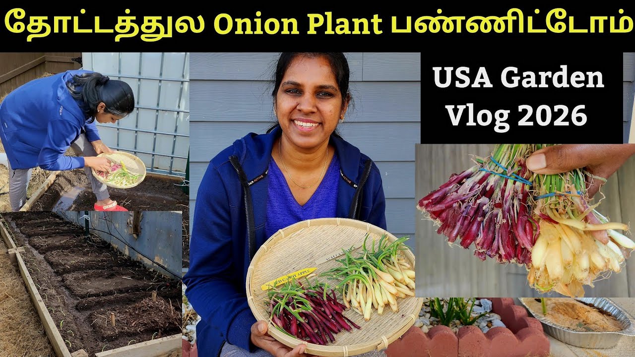 தோட்டத்துல Onion Plant பண்ணிட்டோம் | How to grow Onion in USA Garden | Garden vlog 2026 #usa #garden