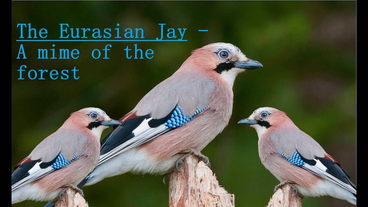 The Eurasian Jay (Garrulus glandarius) - A Mimicry Maestro