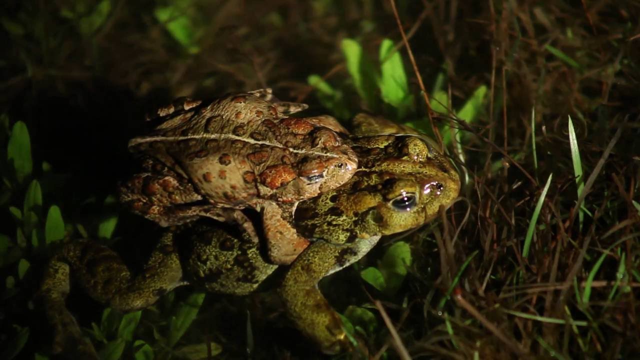 Summit Lake Western Toad Life Cycle Visual Mini Doc