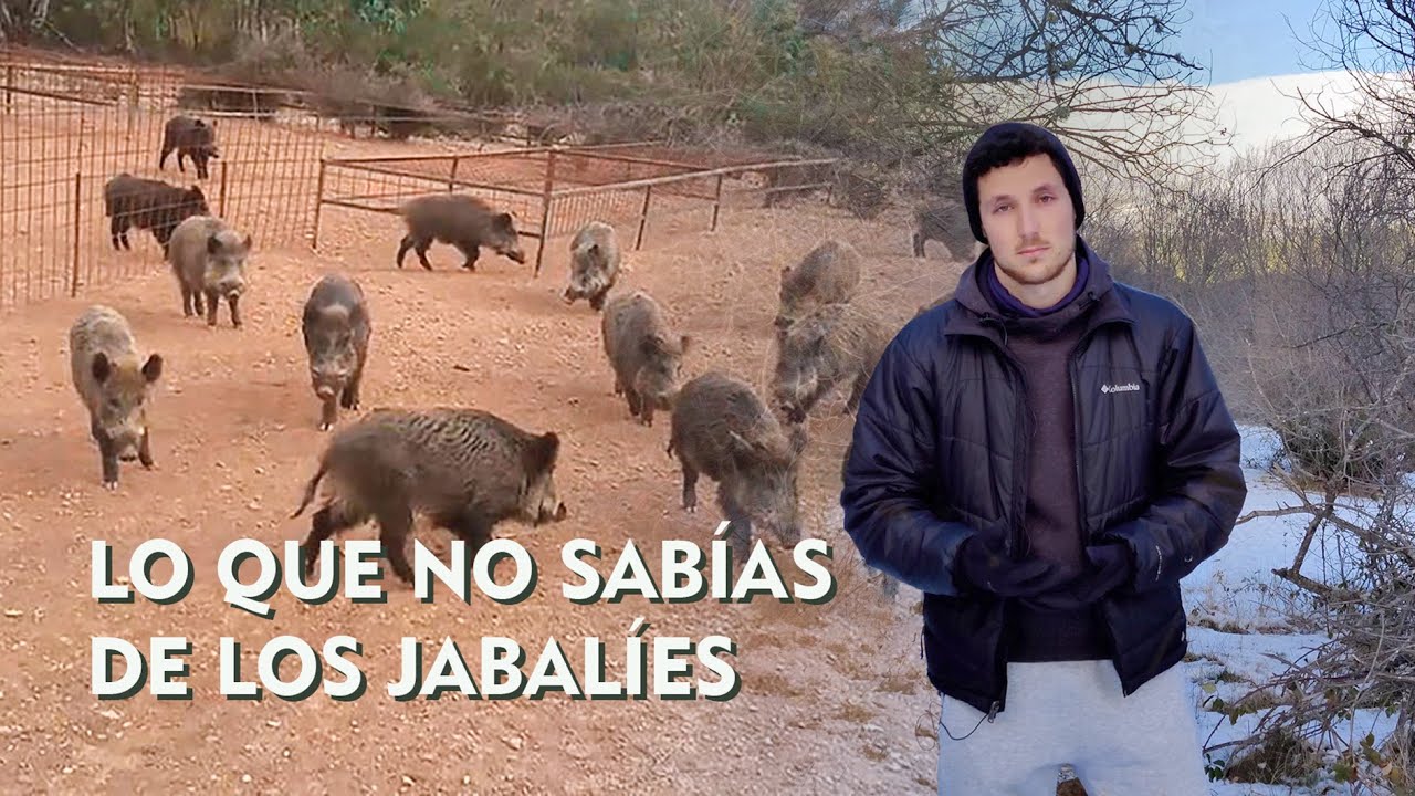 LO QUE NO SABÍAS DE LOS JABALÍES