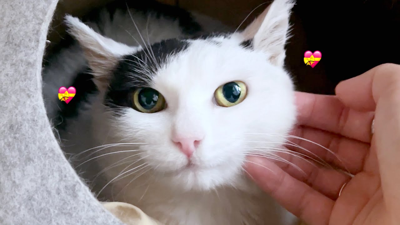 ENG) 🍡모네 볼 쭈물쭈물해도 피 안 보는 집사 일상 브이로그 vlog.