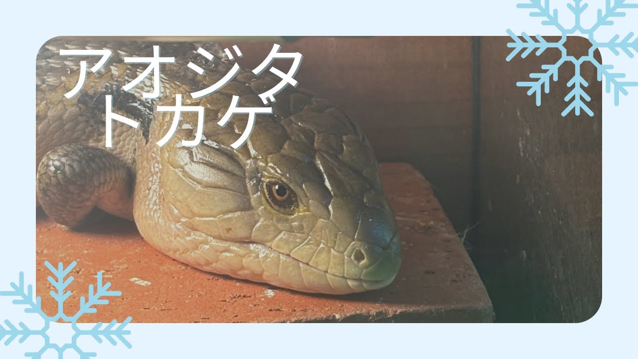 アオジタトカゲのご紹介🦎#アオジタトカゲ#アオジタ#ハルマヘラアオジタトカゲ#セラムアオジタトカゲ#アオジタアザン#トカゲ#爬虫類#爬虫類カフェ#爬虫類のいる生活