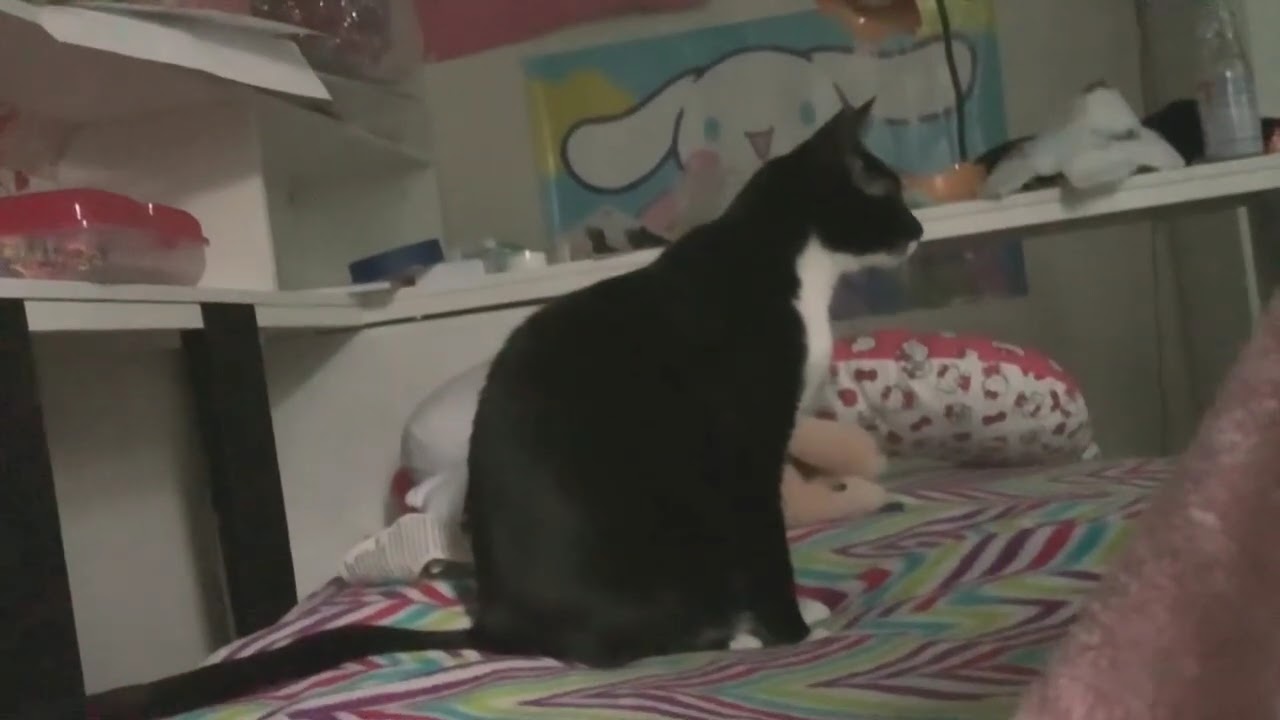 my cat standing still