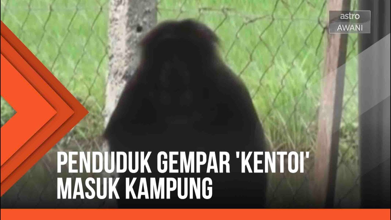 Penduduk gempar 'Kentoi' masuk kampung