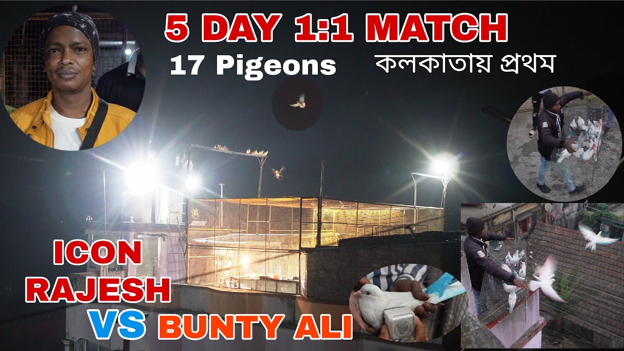 ICON RAJESH  VS  BUNTY ALI - 5 DAY PIGEON FLYING MATCH ( FRIST TIME IN KOLKATA ) - 7003414122