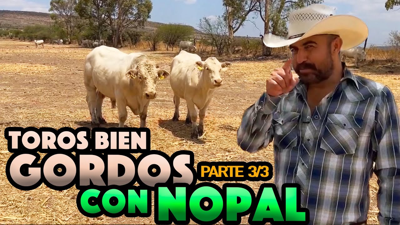 ES MUY FÁCIL PRODUCIR NOPAL forrajero para criar GANADO PURA SANGRE BIEN GORDO Y MUY SANO