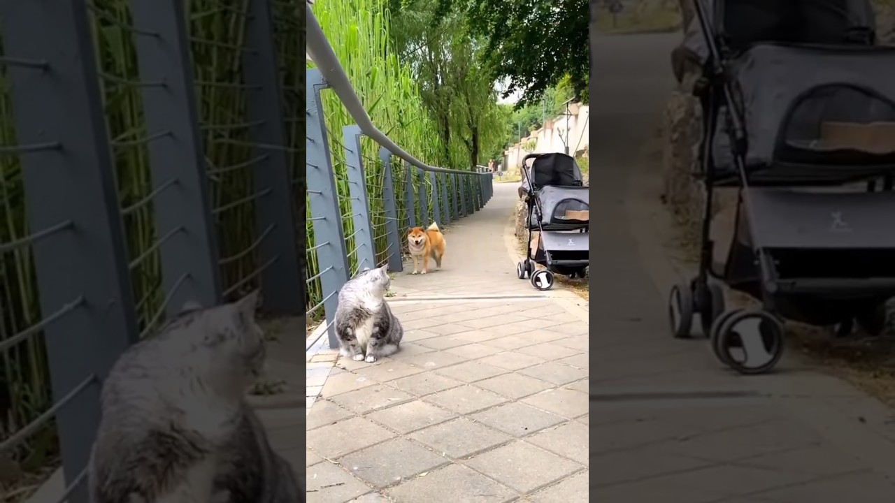 dog runs away scared of cat