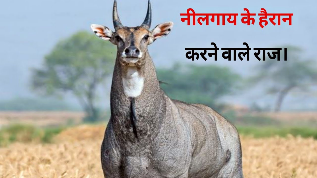 नीलगाय का चौंकाने वाला सच | The Secret Life of Nilgai | World info