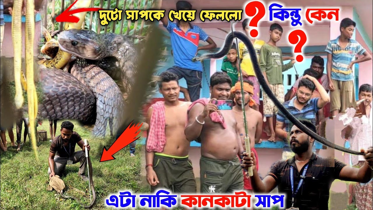কি মারাত্মক❗কান কাটা সাপ দুটো সাপকে একসাথে খেয়ে ফেললো | Samiran Barik Rescuer |