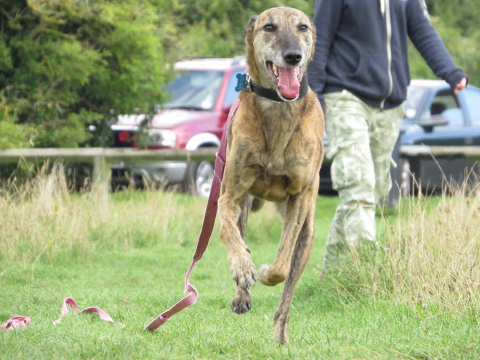 Scooby - 7yr old Lurcher - 4 Week Residential Dog Training