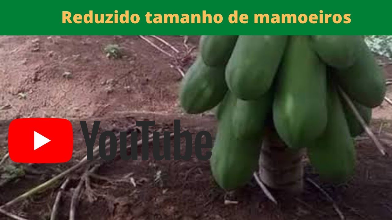 ✅ Como colher mamão perto do Chão 😮👉👉.