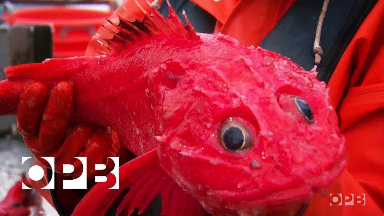 Some Fish Populations Are Bouncing Back, Which Means More Fish To Catch