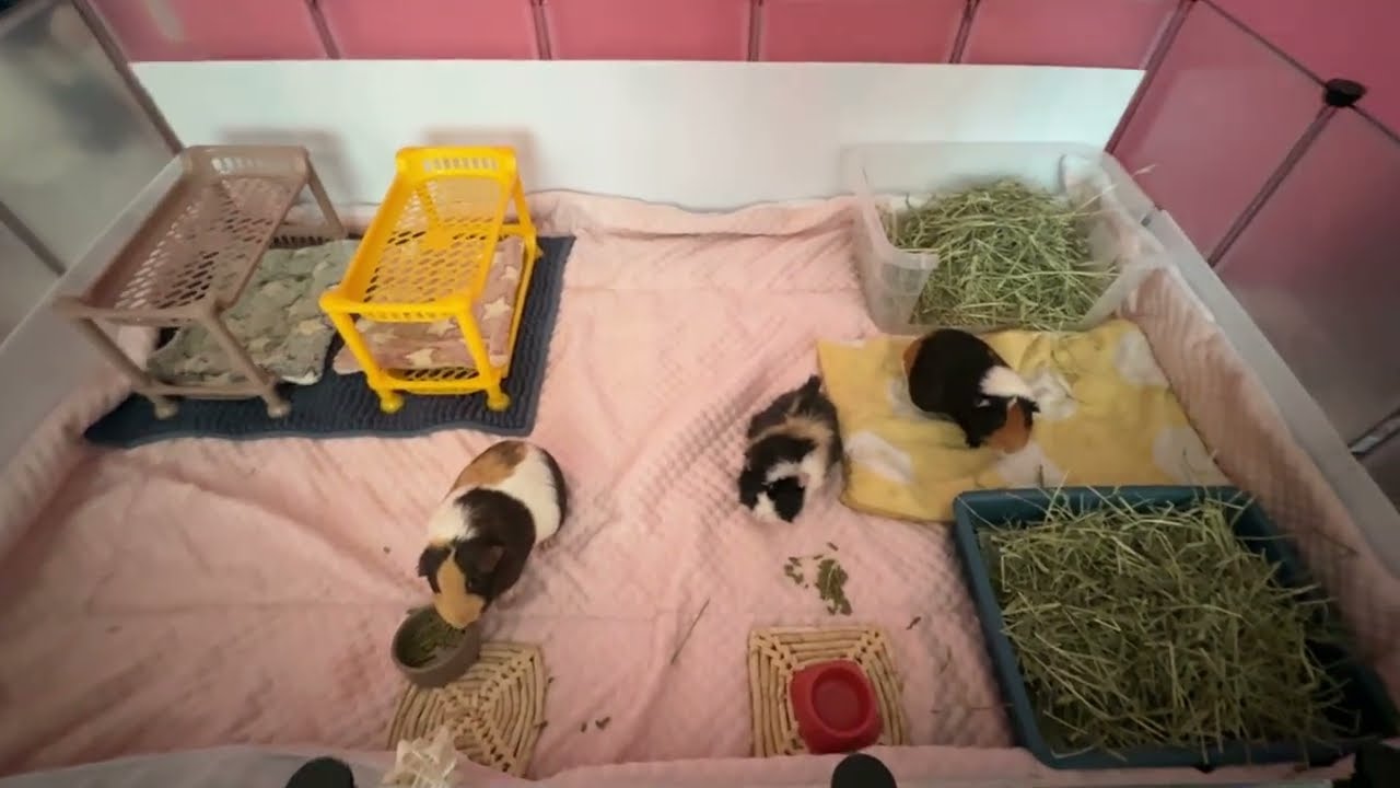 Guinea Pig Deep Clean Day!