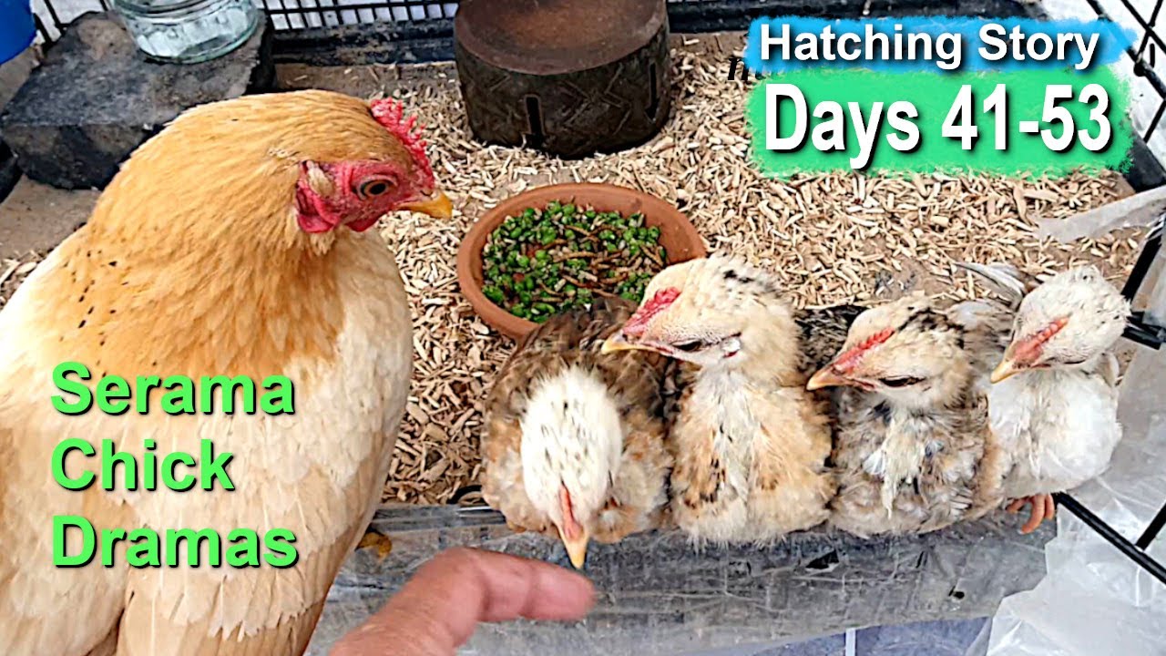 Pet Hen Hatching Tiny Chicks Days 41-53: Trials & Tribulations of Serama Chicks Growing Up