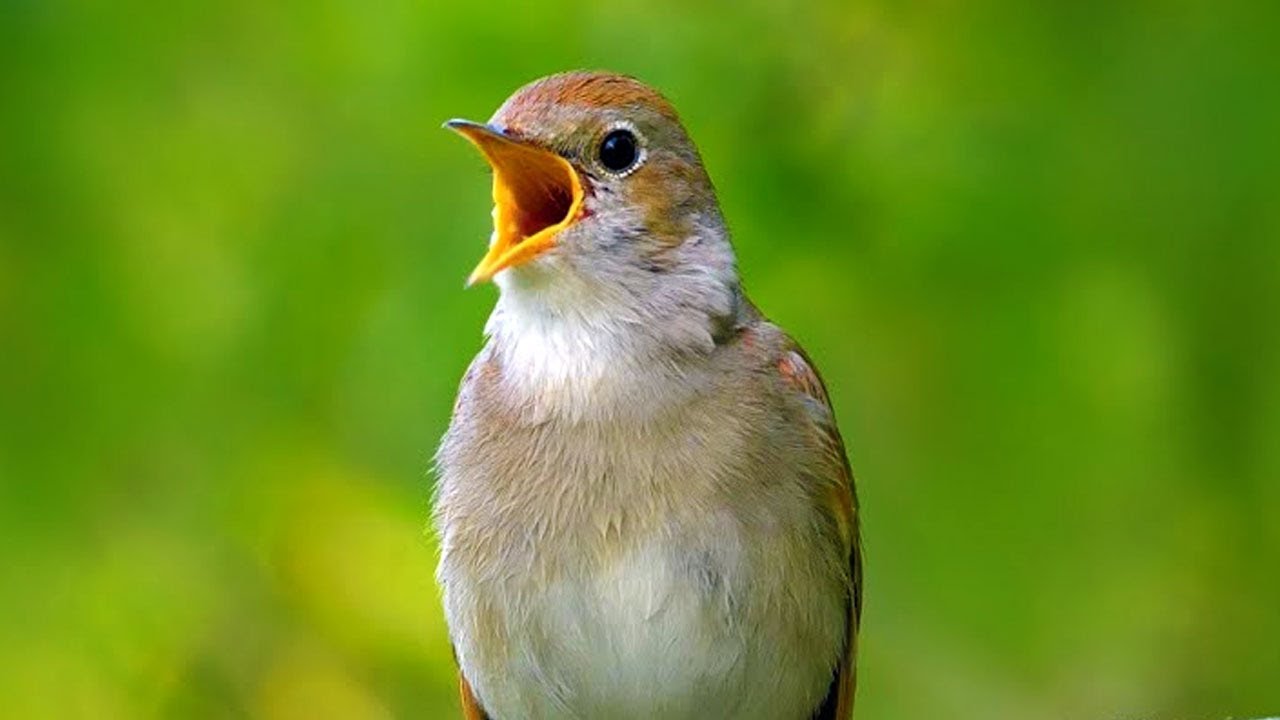COMMON NIGHTINGALE SINGING | RELAXING VIDEO | BIRD TRAINING | FOREST SONG | slav&iacute;k obecn&yacute;