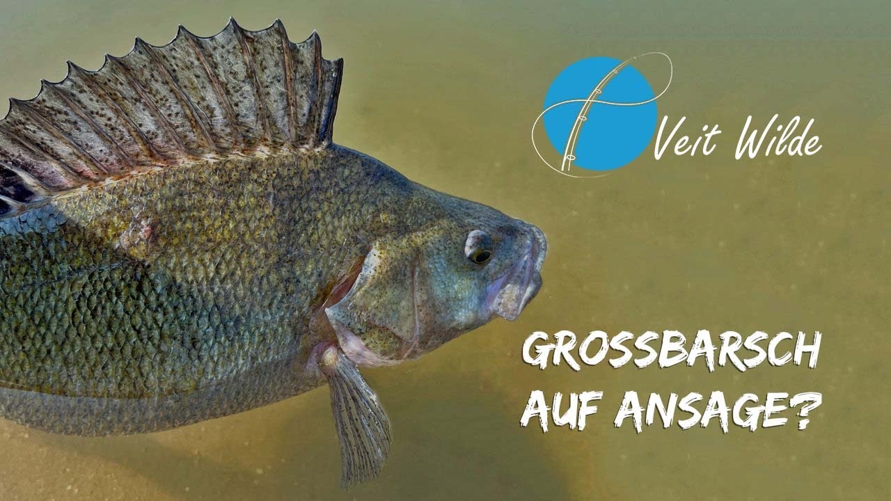 Uferangeln auf Großbarsche - Ist das in den Niederlanden wirklich so einfach?