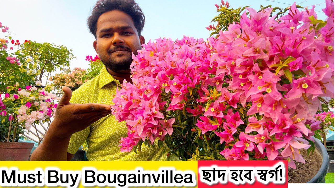 এগুলো না রাখলে ছাদবাগান অসম্পূর্ণ! Top Bougainvillea Picks✅