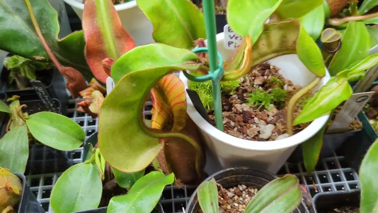 Nepenthes Veitchii Informational II
