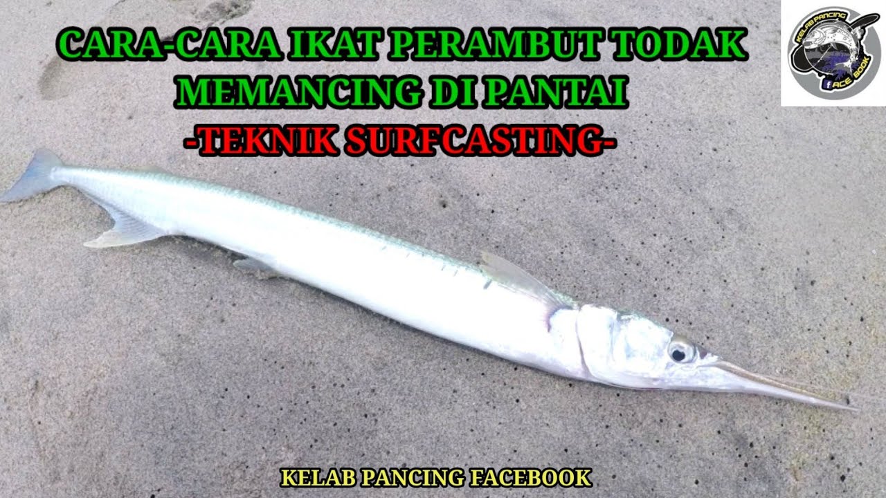 CARA-CARA IKAT PERAMBUT IKAN TODAK MEMANCING DI PANTAI -TEKNIK SURFCASTING