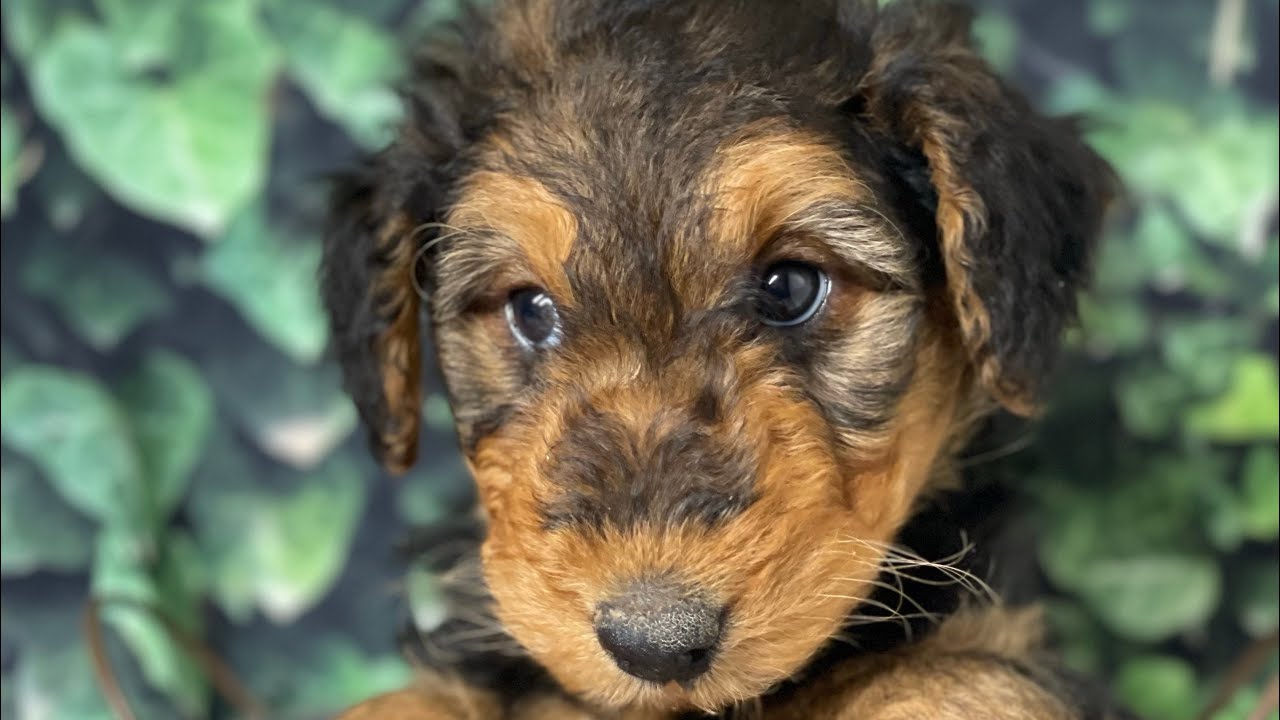 AVAILABLE AIREDALE PUPPIES!!