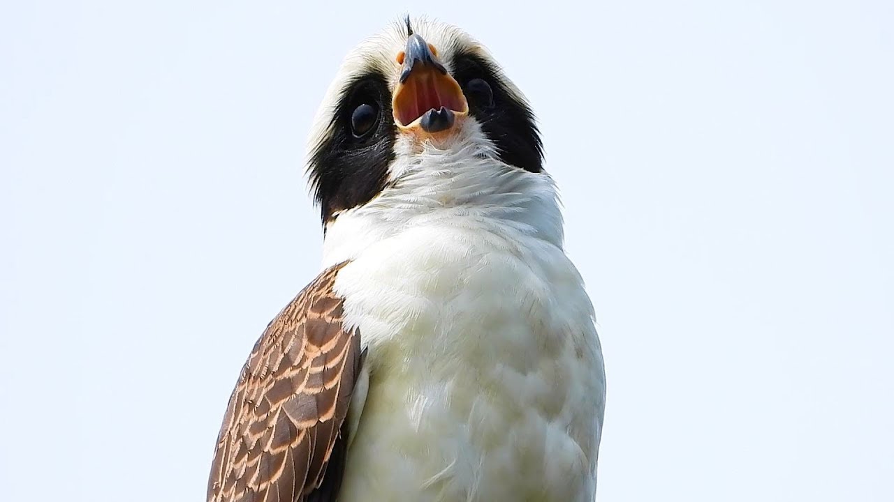 O Acauã e Seu Canto Sinistro – Mistério da Natureza! (Herpetotheres cachinnans) Laughing Falcon