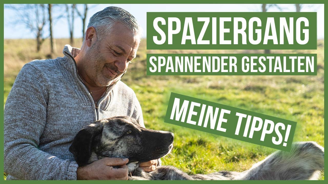 Spannende Spaziergänge mit Deinem Hund! ❤️ Diese Tipps helfen Dir dabei!