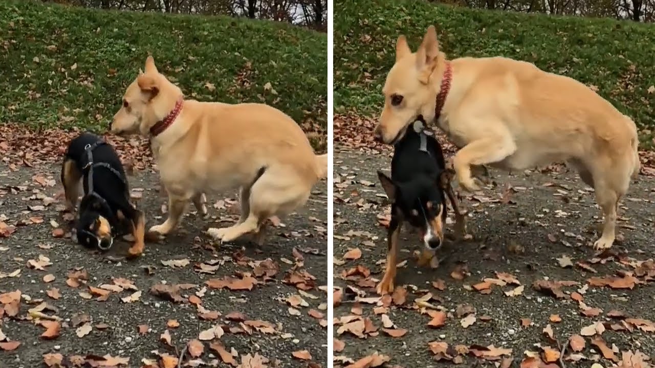 Clumsy dog takes massive wipeout in epic slow motion #Shorts