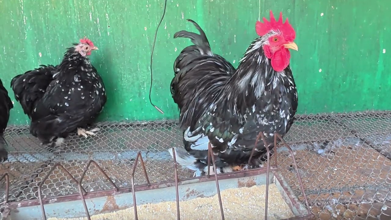 Ancona rooster | Ancona is an Italian breed of chicken | আনকোনা মুরগি