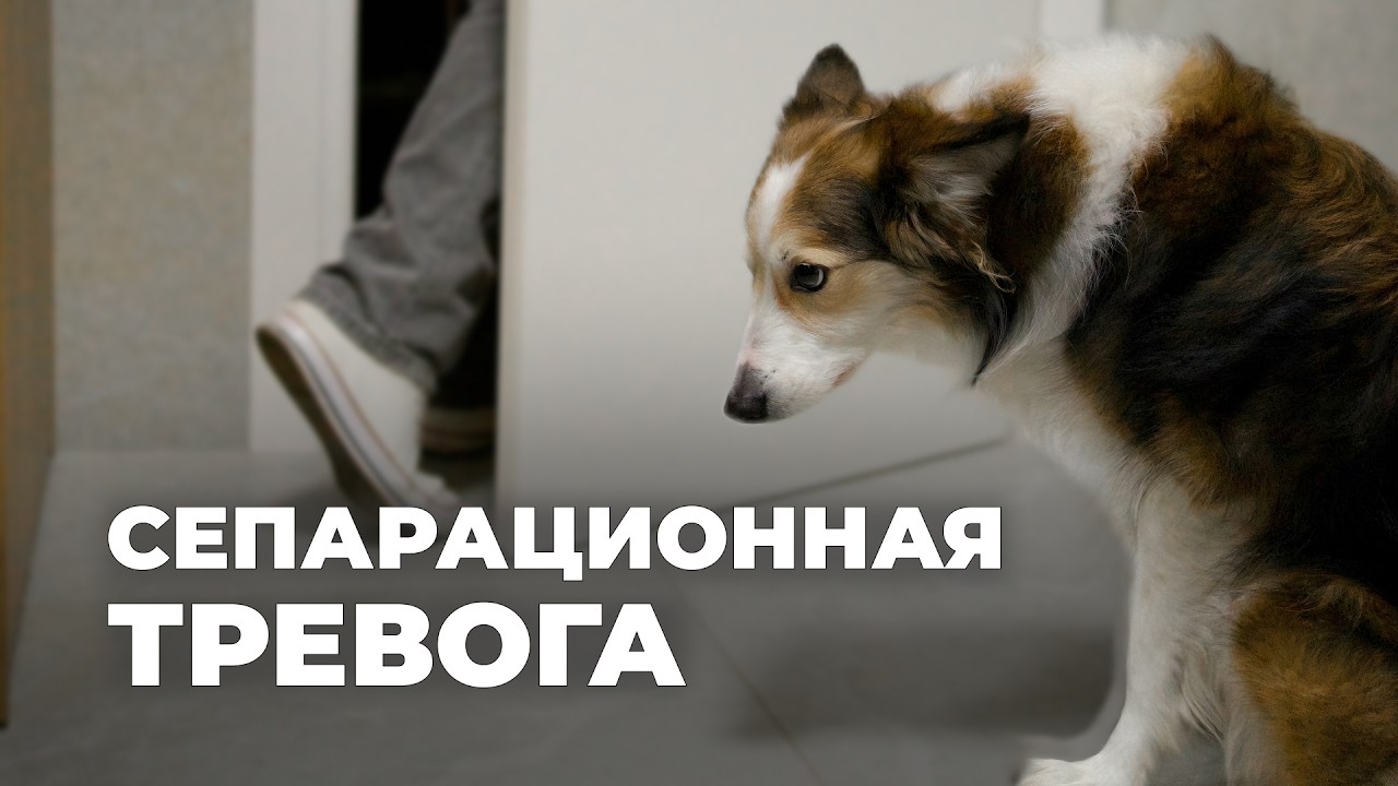Сепарационная тревога у собак 🐶 Приучить щенка к одиночеству