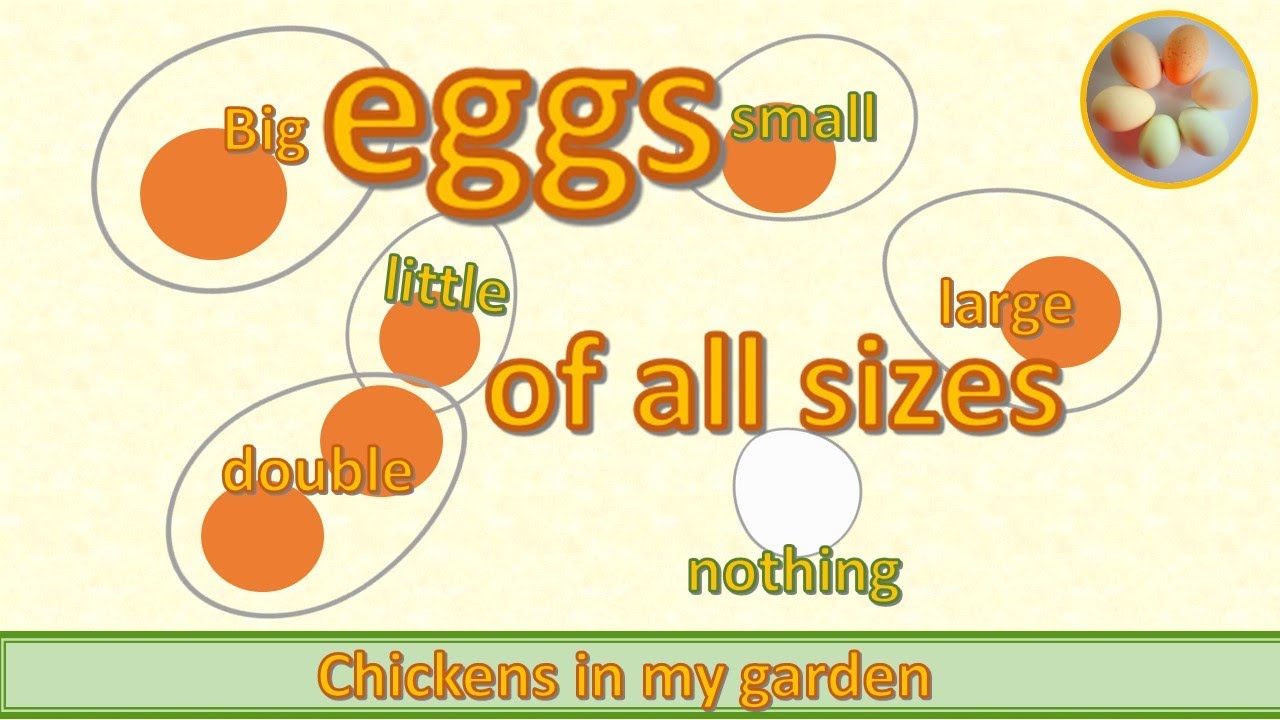 Eggs of different sizes - fairy eggs and double yolkers
