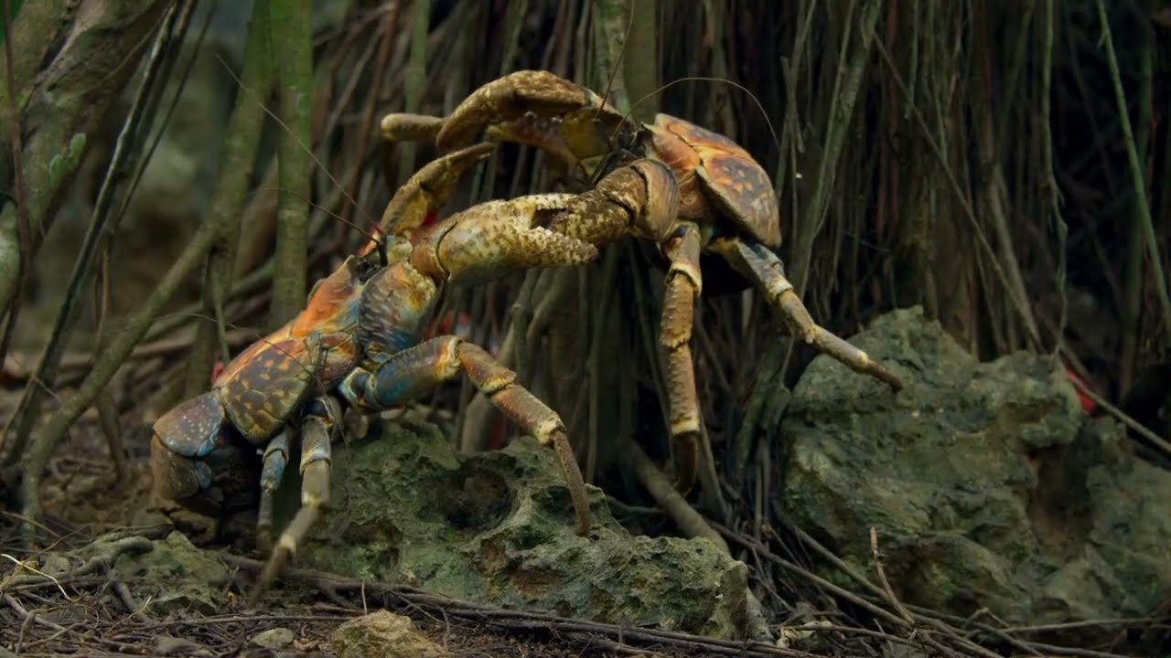 Kırmızı yenge&ccedil;ler ve onları &ouml;ld&uuml;ren Sarı deli karıncalar (Planet Earth II)