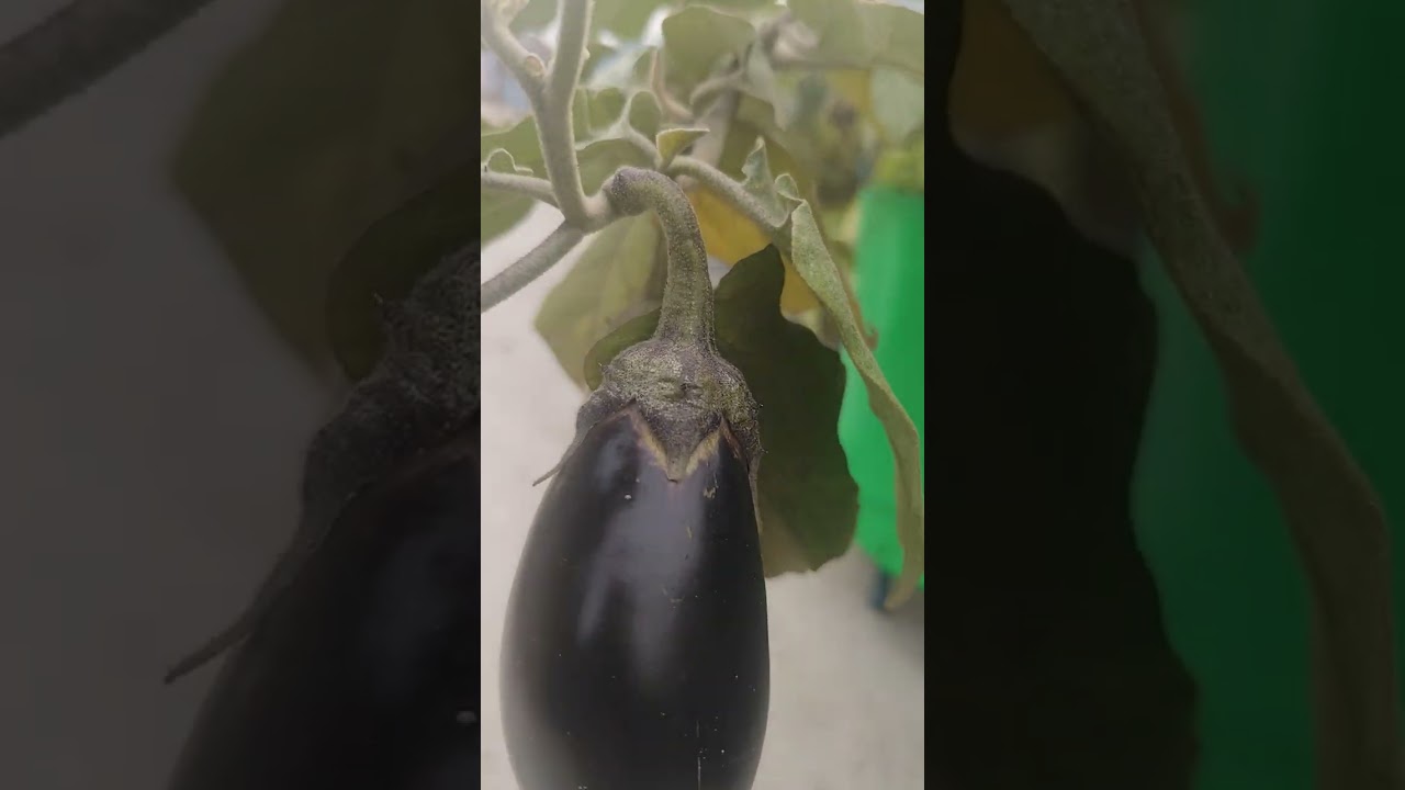 আমার শাশুড়ি লড়াই এর কিছু কথা