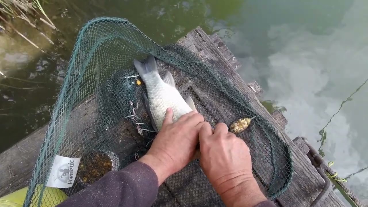 Vadvízi horgászat 2. ,mire jönnek a halak ,sok szép kapás ,fogás egy videóban
