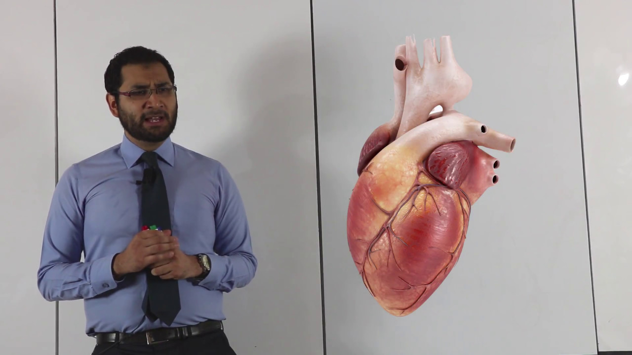 Embriología - Circulación Fetal - Corazón