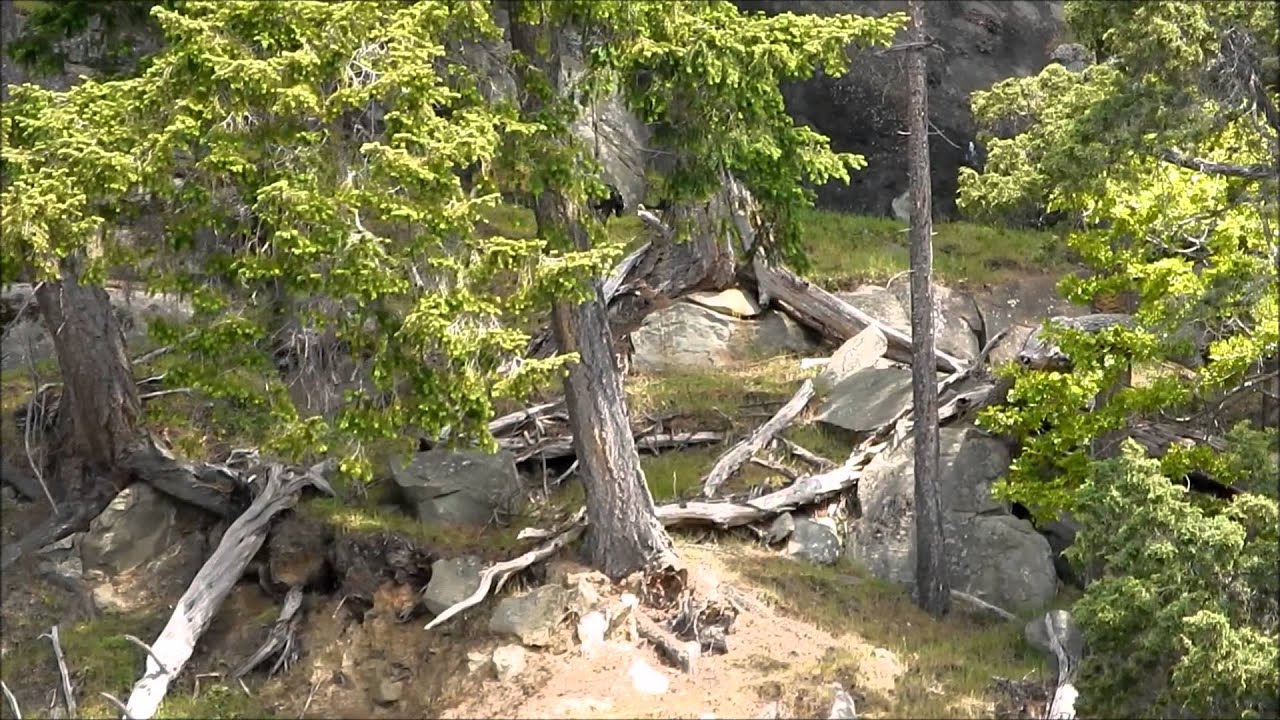 Saturna Island Feral Goats
