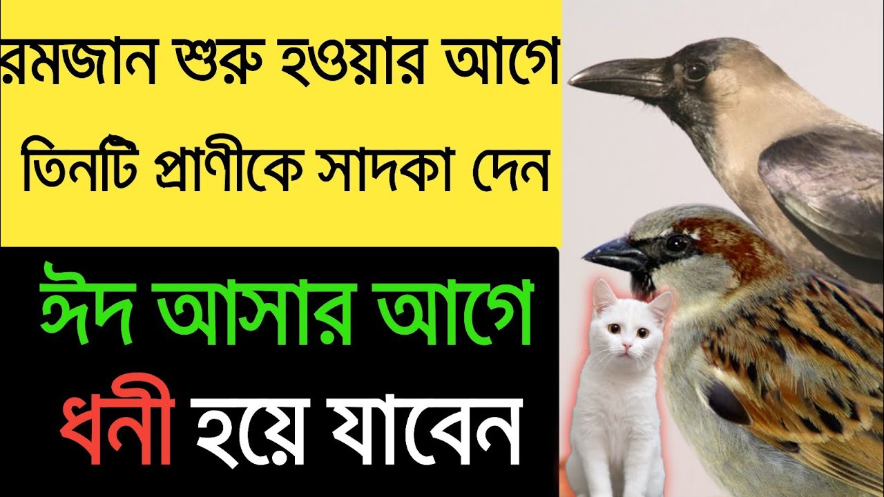 ধনী হয়ে যাবেন | রমজান আসার আগে তিনটি প্রাণী কে সাদকা দেন | Alimimessage