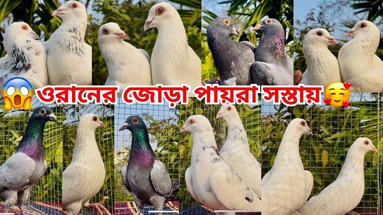 সবথেকে সস্তায় পায়রা পাবেন অলোক ভাইয়ের কাছে তারাতারি নিন 🥰|