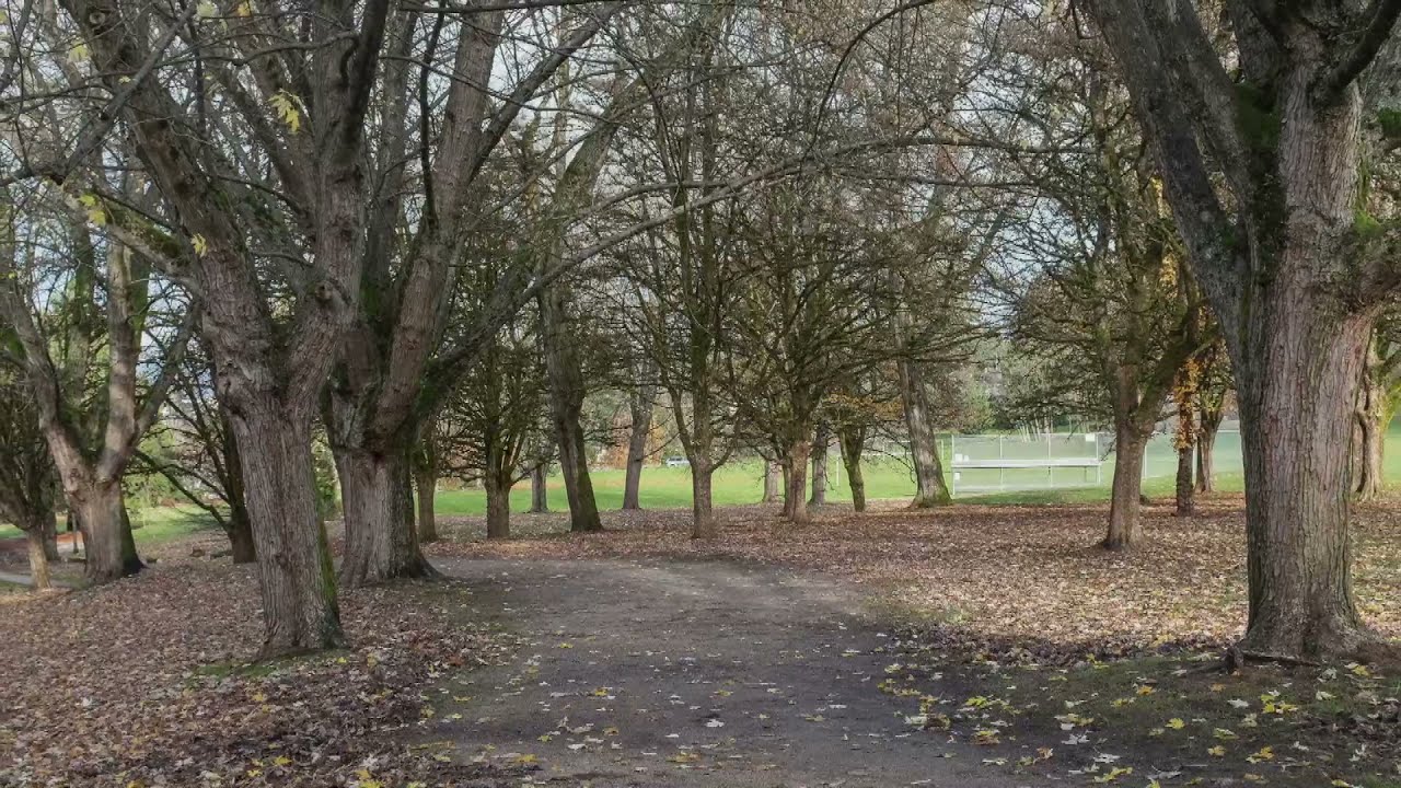 Autumn: Quilchena Park