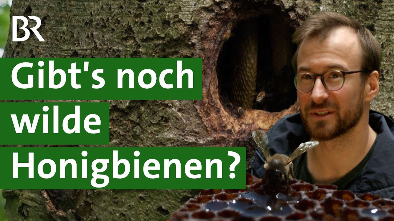 Bienen im Wald? Forscher auf der Suche nach wild lebenden Honigbienen | Unser Land | BR