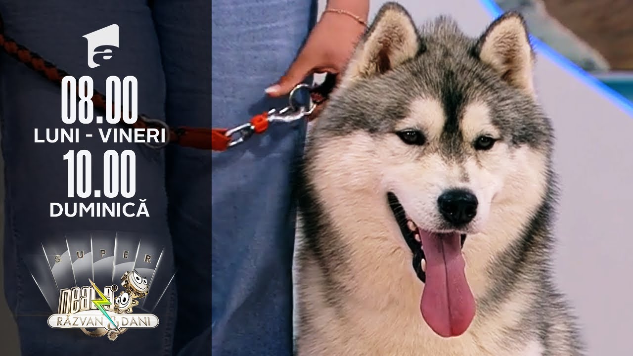 Super exemplare din rasă Husky Siberian, în direct | Invitați Neatza
