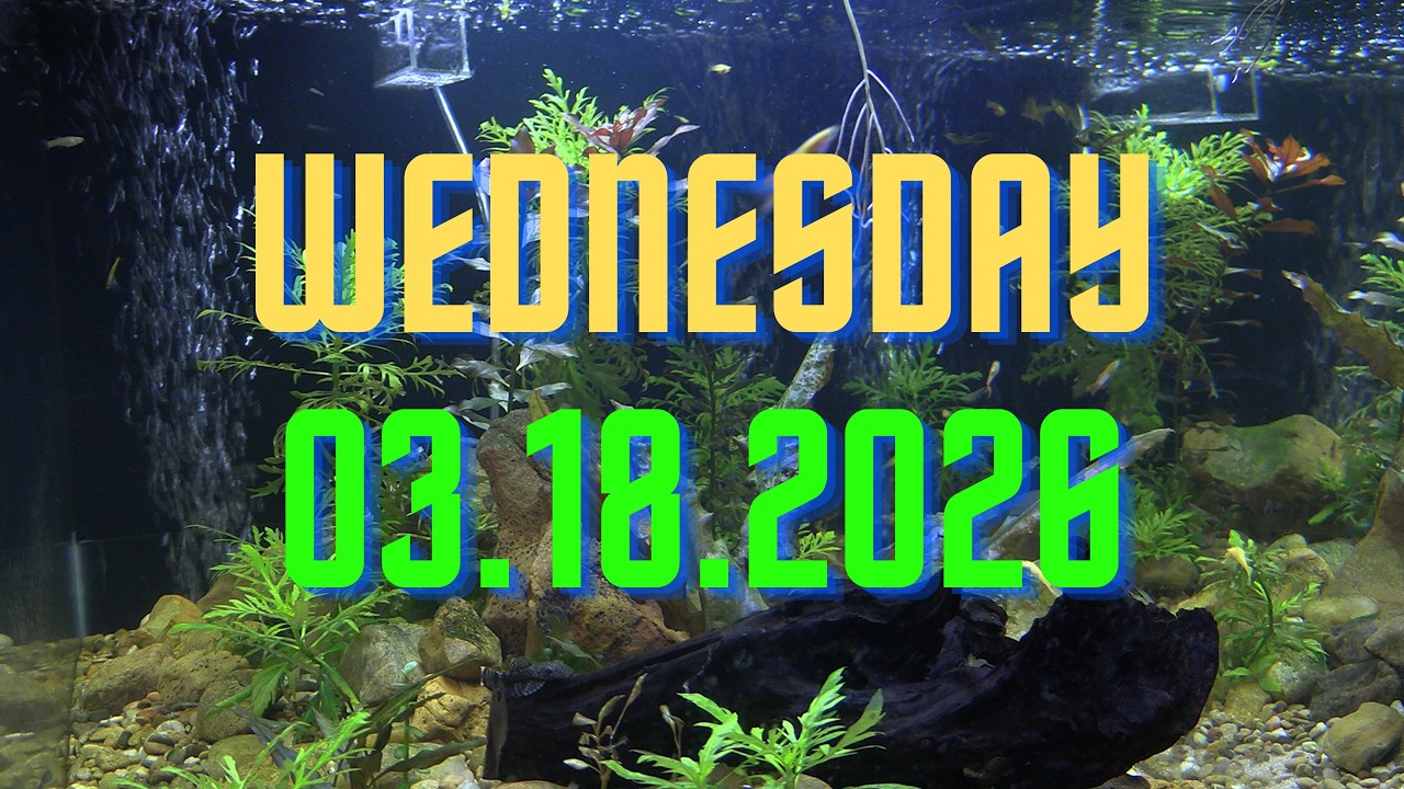 MSGR Library Aquarium 24/7 Livestream!