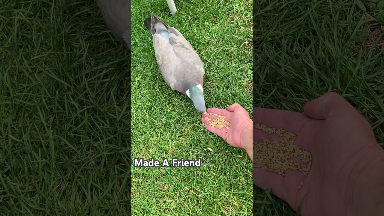 How to tame a wild pigeon 🐦