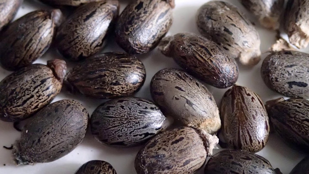 Castor Oil as Anti-inflammatory, Skin Healing, Antibacterial
