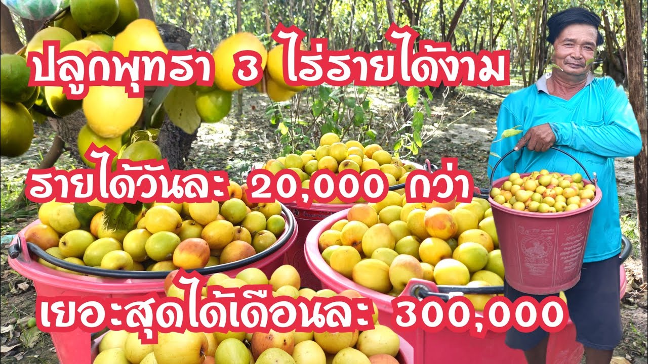 เทคนิคการปลูกพุทรา 3 รส สร้างรายได้งาม พื้นที่3ไร่ได้รายได้เยอะสุดเดือนล่ะ 300000