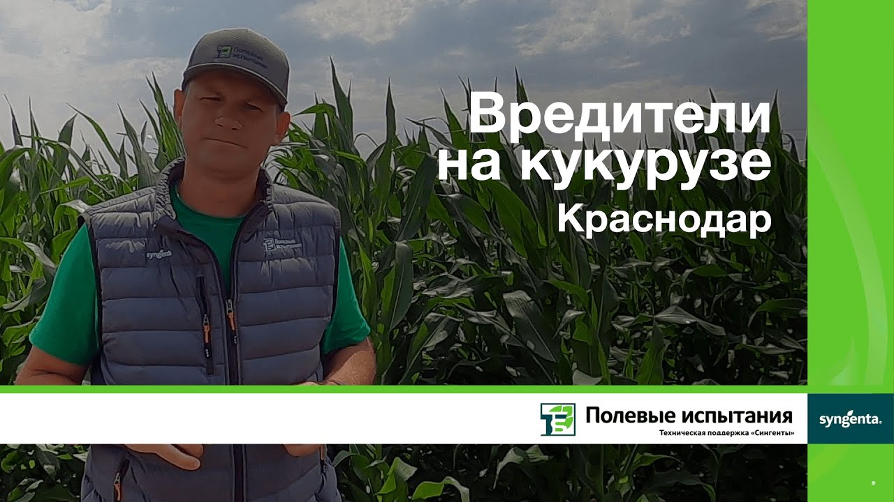 Вредители на кукурузе, Краснодар